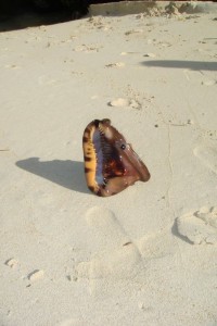 samana_178