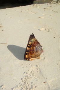 samana_179