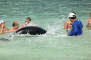 samana_30