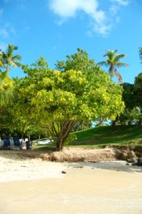 samana_50