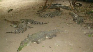 gambia_35