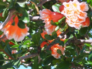 bodrum_24